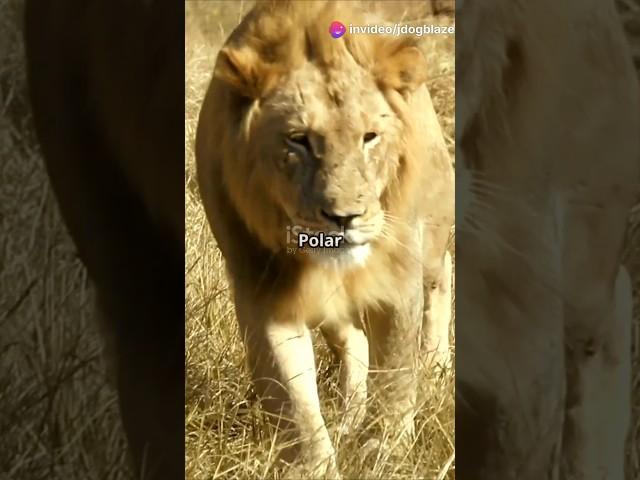 Polar Bear vs Lion: Jaw Power Showdown! #arctic