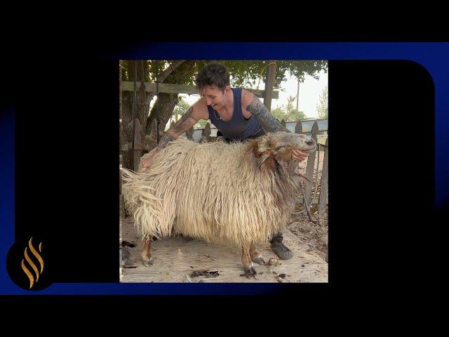 Big Ram-Fat Tail-Long Locks-Chill Shear