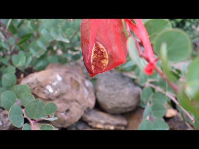 Propagating Caper Seeds with Rosa