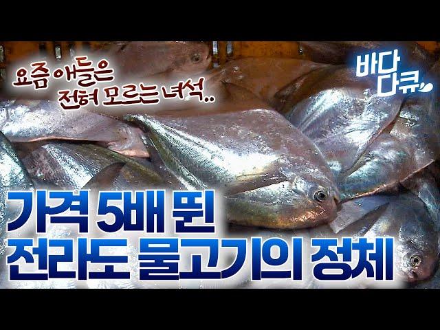 지금은 처음 보는 사람이 많다고? 진짜 흔했던 고기가 몸값 올라 귀족이 됐다 / 만선 병어잡이 / #바다다큐