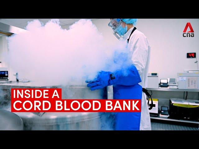 Inside a cord blood bank: How umbilical cord blood is stored at -180 degrees Celsius