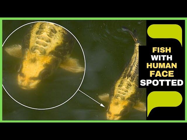 Fish with a HUMAN FACE is Spotted Swimming in a Pond