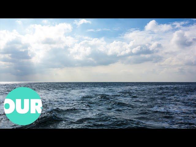 Exploring The Murky Depths Of The North Sea And The Creatures Within | Our World