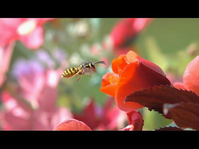 What is Lifeplan? | California Academy of Sciences