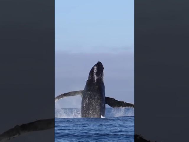 The Whale Fish deep dive | Zee official video | sea creations |