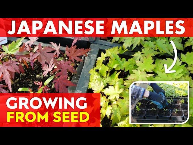 How to Grow Japanese Maple Trees from Seed | Potting Up Seedlings