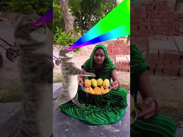 Billi  boli  Meow Meow  viral  cute #funny video