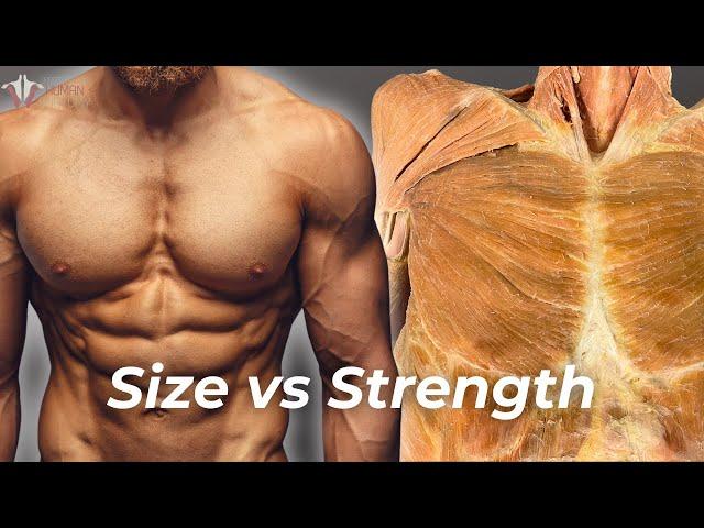 Strength vs Hypertrophy: The Science of How to Build Muscle