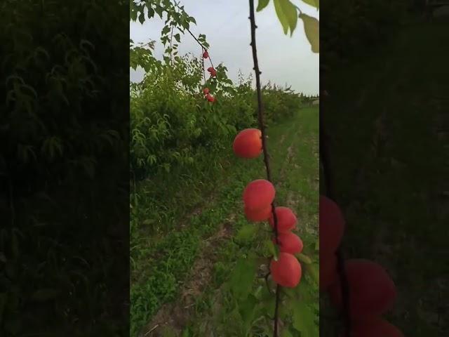 apricot. @Mustang777-i6m #apricots #fruits #fruit