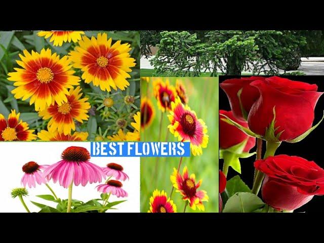 World Famous Flowers | Natural Flowers | Most Beautiful Flowers | Rose Flowers