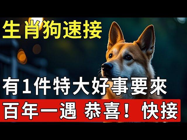 生肖狗，你的好運終於來了！有百年一遇的大好事突降，恭喜！快接！ #2025年生肖狗運勢 #2025年生肖狗運程 #2025年屬狗運勢 #2025年屬狗運程#生肖