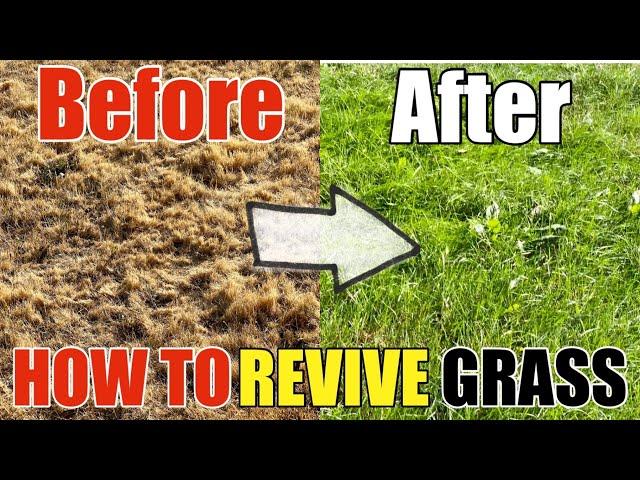 How To Revive Dead Grass Lawn DIY How to Go From Dry Grass to Beautiful Green Grass Step by Step