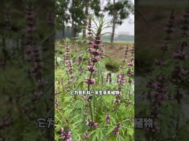 路边的益母草正长的旺盛，带你们认识一下#益母草 #益母艾#植物科普#乡野田间#热爱生活