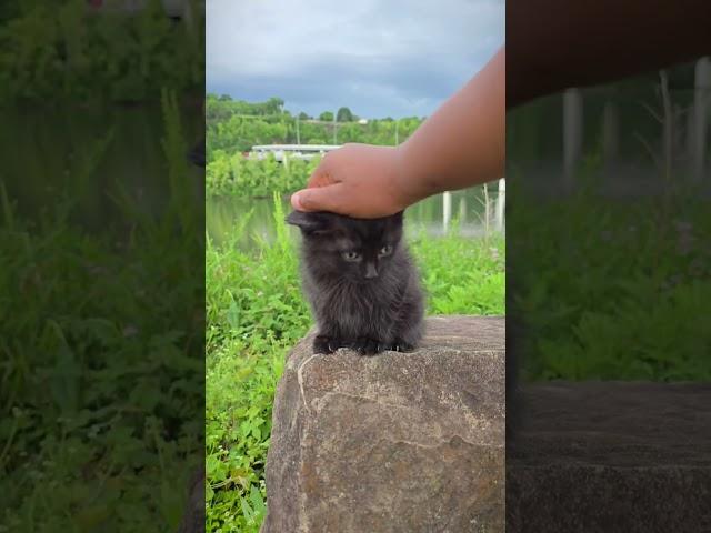 How To Train Your Dragon - Head Touch Challenge