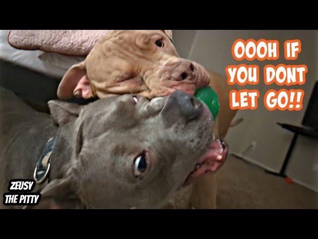 Pitbull Brothers Fighting For Ball Gets Intense!! Cutest Dogs On YouTube!