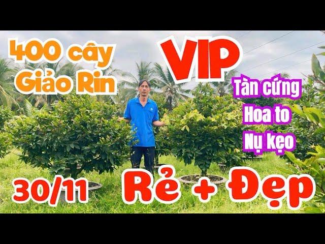 30/11 ️ 0383968353 - ANH PHƯƠNG  Giảo rin tàn thông chơi Tết giá rẻ ,hoành to, nụ khủng