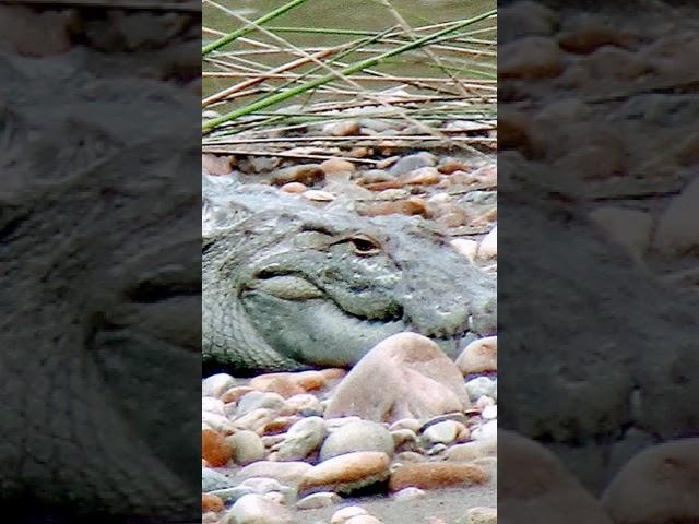 Wild Life Sadhana Talk DHYANI Guruji & AGNI Aghora Kali #aghora #wildindia #wildnepal