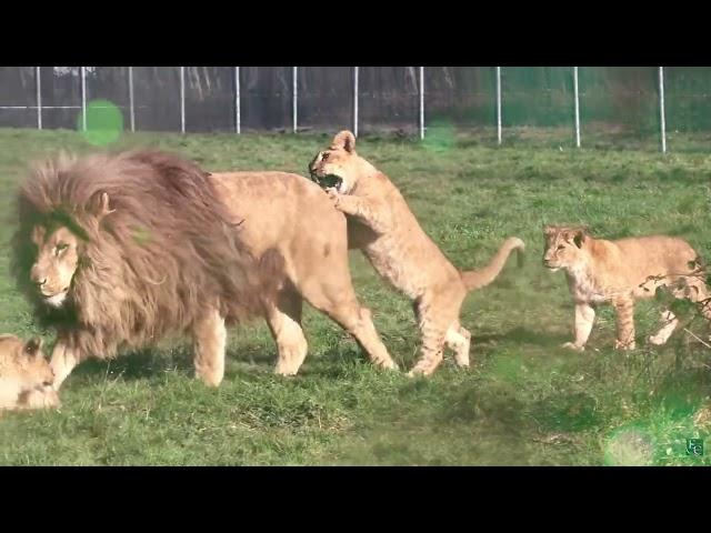 LION CUBS PLAYING WITH DAD...FUNNY MOMENTS