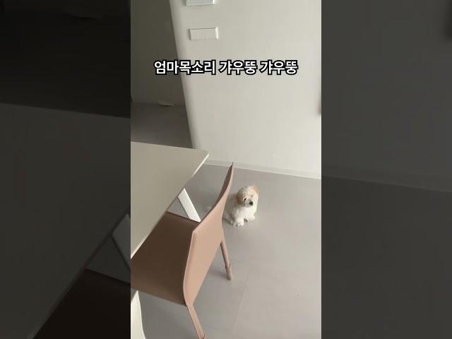 감자 갸우뚱 갸우뚱 #아기강아지 #강아지 #cotondetulear #반려견 #꼬똥 #강아지일상 #꼬똥드툴레아 #puppy #강아지브이로그 #아기꼬똥 #감자꼬똥 #아기강아지