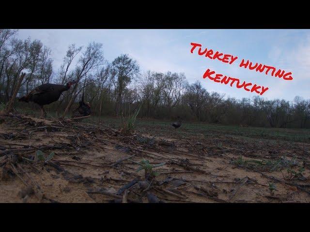 Turkey hunting Kentucky long beards