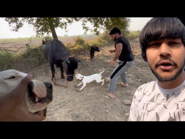 Pitbull ne khelte vkt kiya buffalo pe attack /dogo ko lg gyi scooty se chot //@kartikvlogs7335