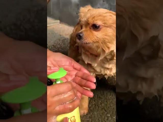 Cute and adorable dog || Katie is being bathed #shorts