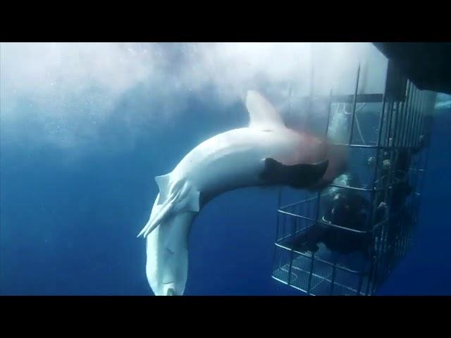 Great white shark hits cage and bleeds to death (Viewers discretion advised) | Original Video