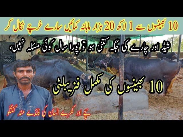 Buffalo Dairy Farming In Pakistan |10 Buffaloes 1 Lac 20 Thousand Monthly Income| Dairy Farming Tips