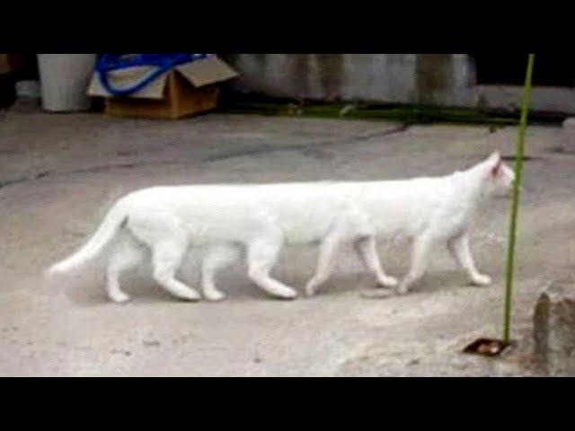 Funniest Animal Moments 2022  Funniest Cats and Dogs  Ep 06 | Cute Buddy