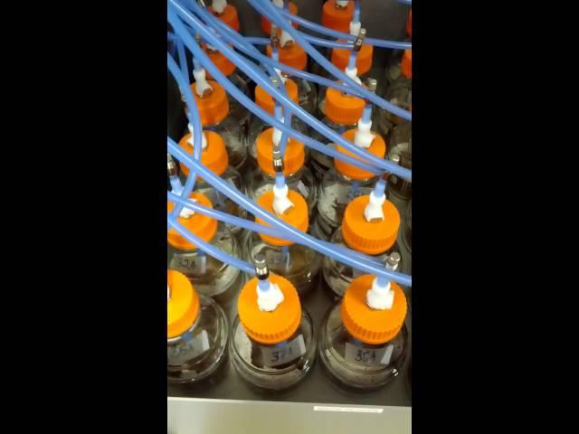Recombinant antibody production