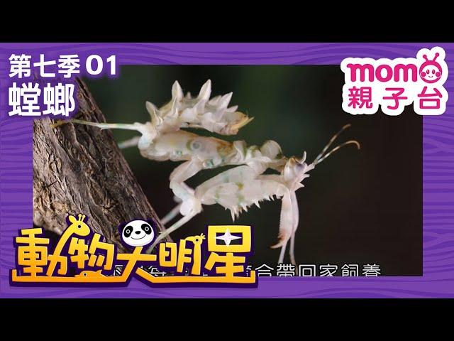 動物大明星 S7：EP 01【螳螂】認識動物｜自然生態｜魚類｜昆蟲｜海洋生物｜哺乳類｜兒童節目｜Animal big star｜第七季 第1集【親子台｜官方HD】momokids