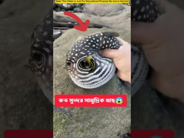 Strange sea fish। অদ্ভুত সামুদ্রিক মাছ। #facts #fish #tiktokvideo #strange #sea #fishing #shorts