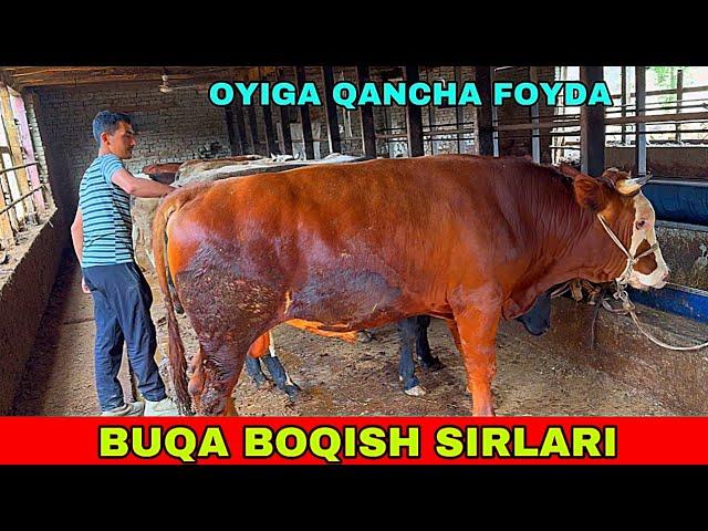 BUQA BOQISH SIRLARI QANCHA FOYDA BOR 1 OYDA