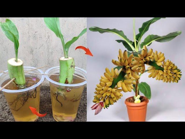 Best Idea growing Banana tree from banana fruit with water