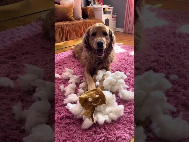 Funny dog