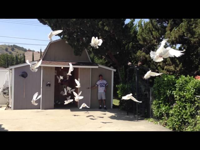 Very Very Large Dove Release