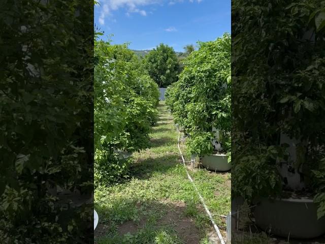 These 100 aeroponic towers have grown into a forest of Scotch Bonnet peppers! #jamaica #farming