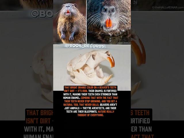 Why Are Beaver Teeth Orange  #book_records #interestingfacts #history