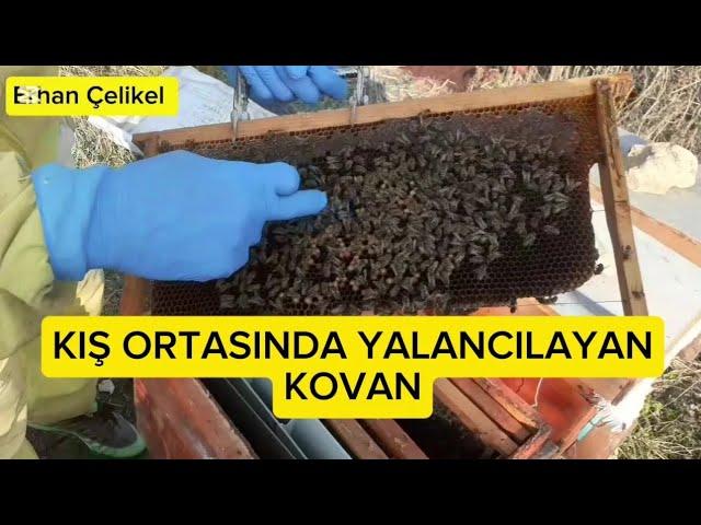 Aralık ayında Yalancılayan kovana müdehale #arıcılık