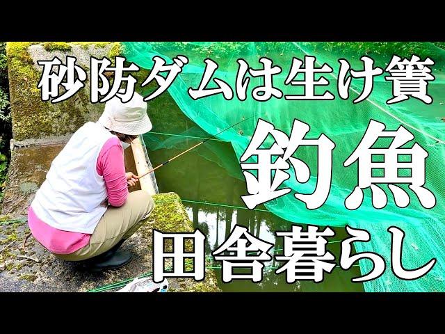 【魚釣り】砂防ダムで初めてのアマゴヤマメ釣り  ダム湖散策で思わぬ収穫物  朝の気温が12度！猫の冬仕度 茄子の甘酢漬け  自然豊かな山奥暮らしの日々｜村暮らし｜移住｜料理【標高800mの田舎暮らし】