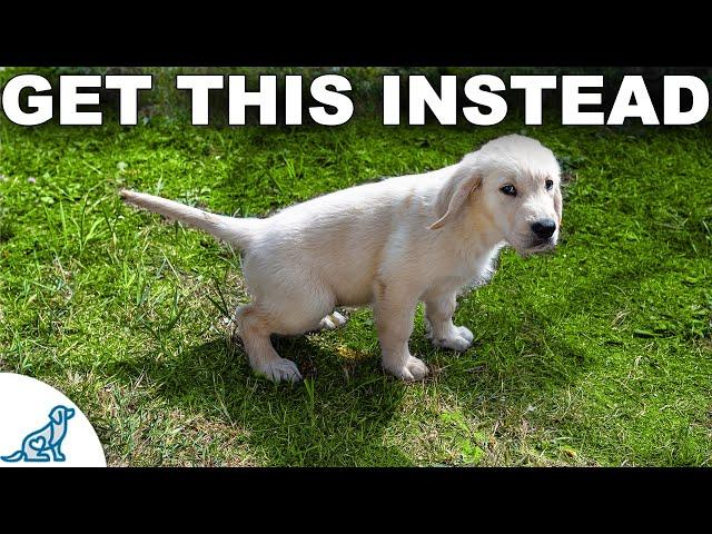 STOP Puppy Potty Accidents FAST! Everything You NEED To Know!