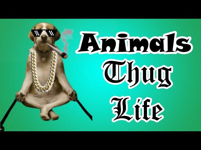 Animals Thug Life| Funny Animals| Wasted| Busted| Dogs| Cats| Comedy Videos| Funny Videos|2020