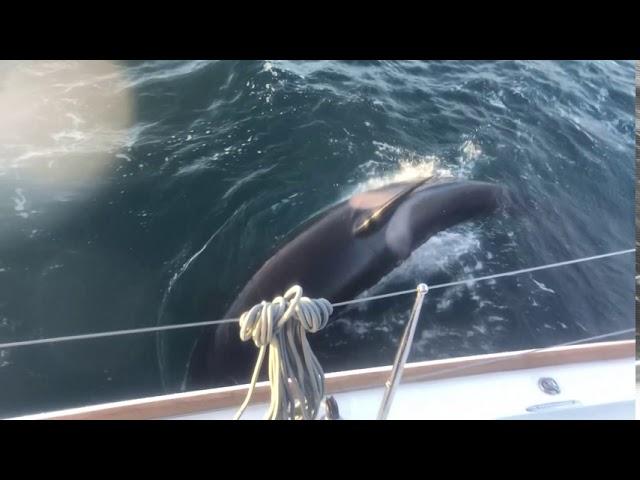 Lagoon 450 Attacked by Orcas (killer whales) off the Portuguese Coast