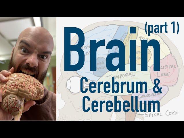 Brain: Cerebrum and Cerebellum (+ Broca’s, Wernicke’s, and limbic overview)