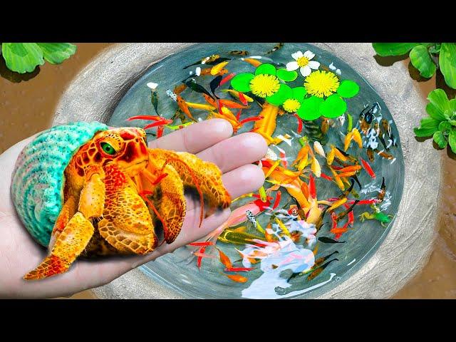 Catch Fancy Ornamental Fish in Tiny Pond, Hermit Crab, Panda Guppy, Goldfish, Aquarium fish, Koi