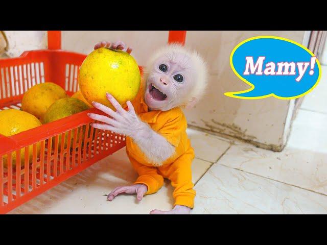 Baby monkey Poki gets to drink orange juice while PuPu is sleeping.