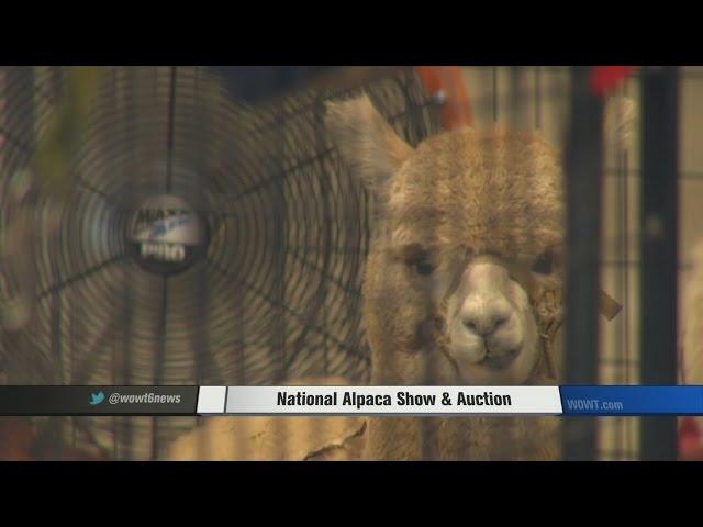 National Alpaca Show & Auction