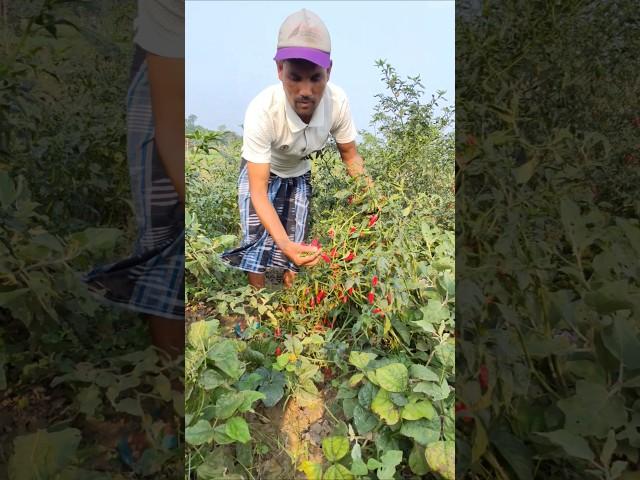 Red Chilli Harvest Begins – From Plant to Dry Spice ️ #shorts