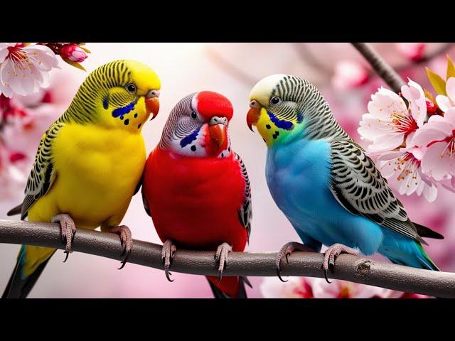 MOST BEAUTIFUL PARAKEETS ON EARTH | COLORFUL BIRDS | CALMING SOUNDS | STUNNING NATURE | RELAXATION