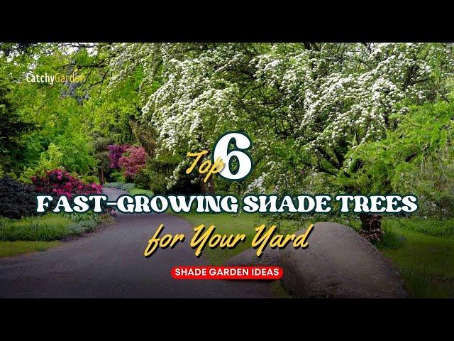 Top 6 Fast Growing Shade Trees for Your Yard  // Shade Garden Ideas